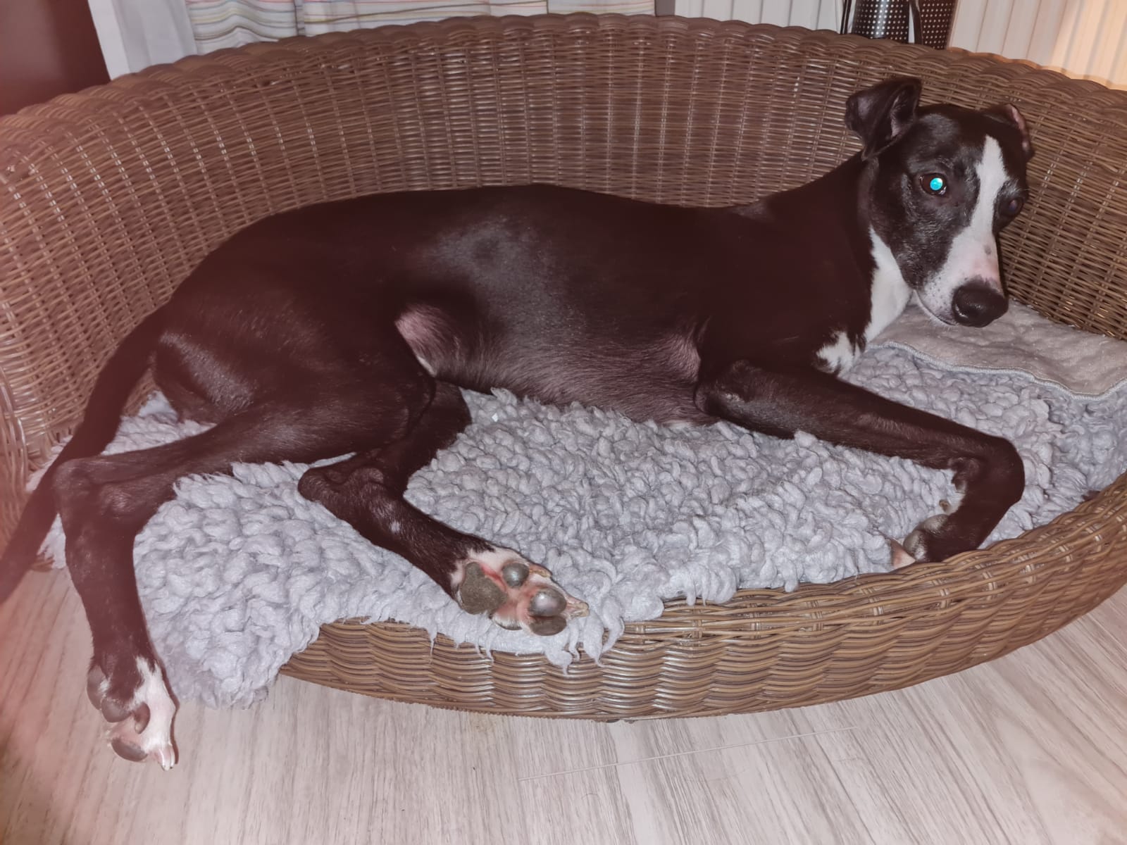 „New Whippet in town“